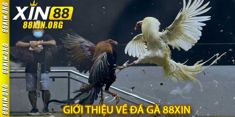 Đá Gà 88XIN - Nơi Hoà Quyện Giữa Truyền Thống và Công Nghệ - LUCKY741.CLICK